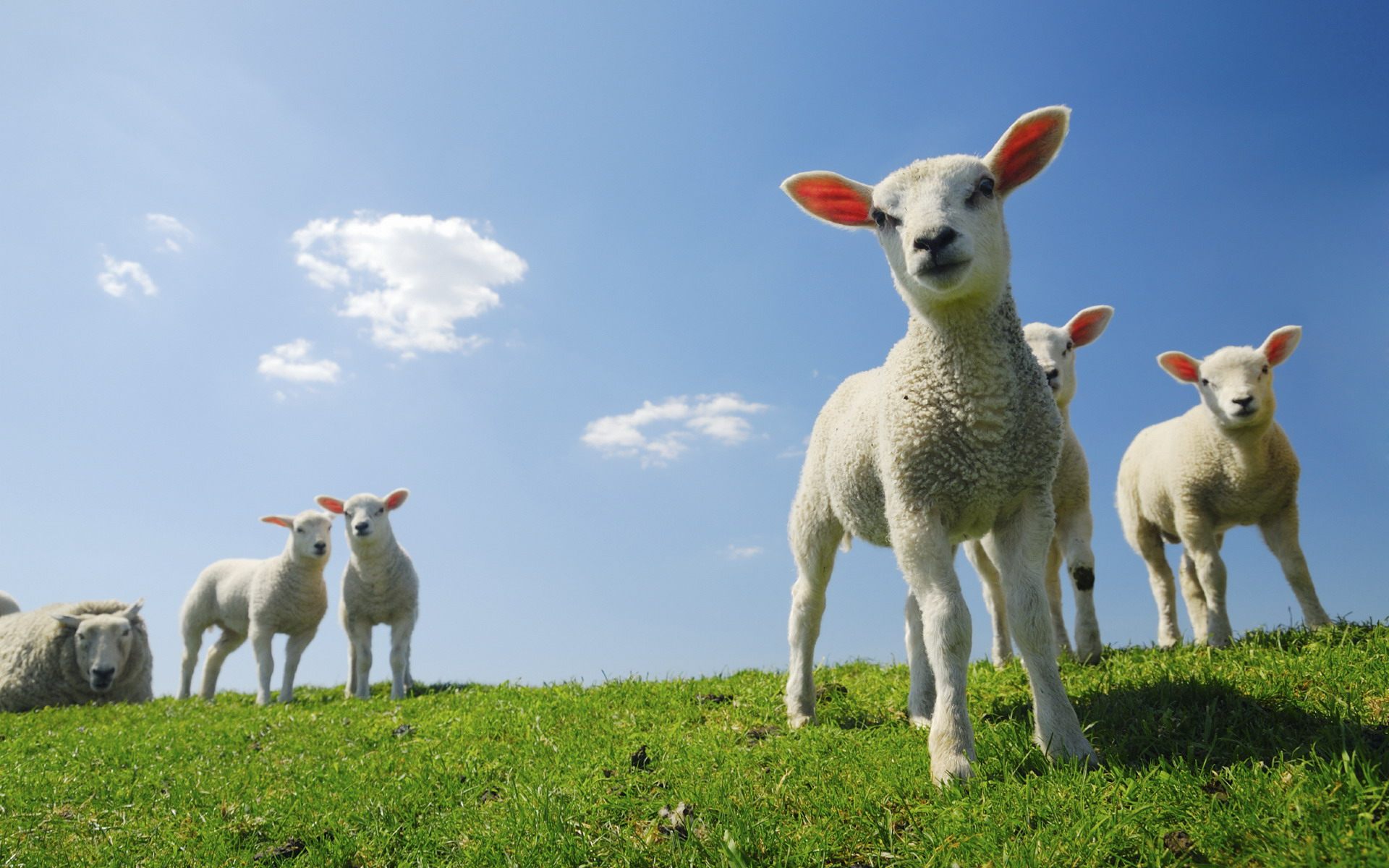 baby-lamb-cute-animal-wallpaper
